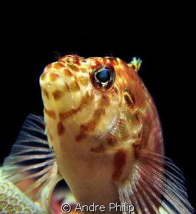 Hawkfish Portrait by Andre Philip 